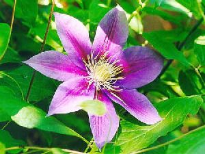 Род CLEMATIS L. - ЛОМОНОС.