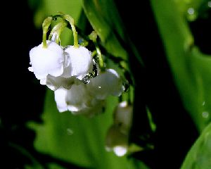 Род CONVALLARIA L. - ЛАНДЫШ.