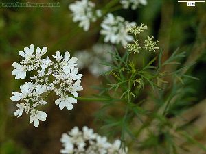 Род CORIANDRUM L. - КОРИАНДР.