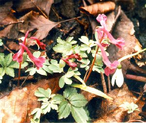 Род CORYDALIS Vent. - ХОХЛАТКА.