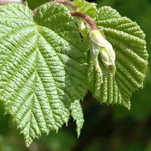 Род CORYLUS L. – ЛЕЩИНА.