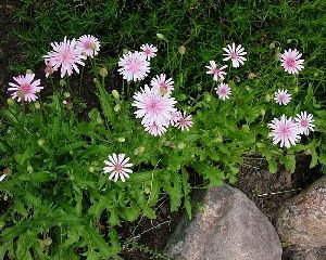 Род CREPIS L. - СКЕРДА.