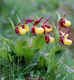 Род CYPRIPEDIUM L - БАШМАЧОК.