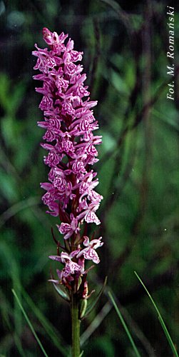 Род DACTYLORHIZA Nevski - ПАЛЬЦЕКОРНИК.