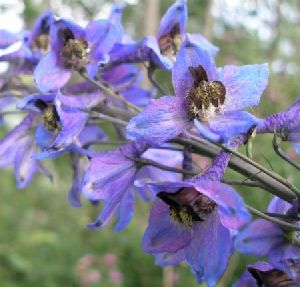 Род DELPHINIUM L. - ЖИВОКОСТЬ.