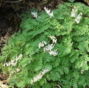 Род DICENTRA Bernh. - ДИЦЕНТРА.