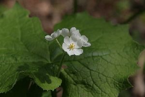 Род DIPHYLLEIA Michx. - ДВУЛИСТНИК.