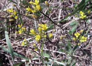 Род DRABA L. - КРУПКА.