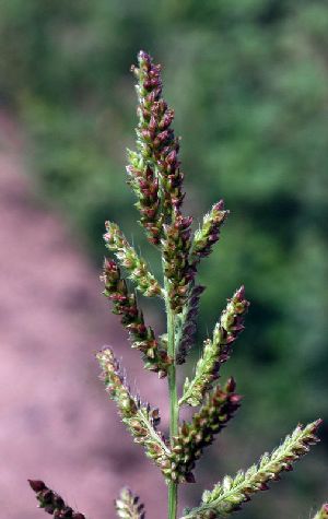 Род ECHINOCHLOA Beauv. - ЕЖОВНИК.