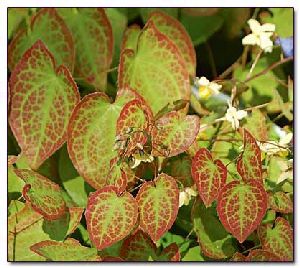 Род EPIMEDIUM L. - ЭПИМЕДИУМ.