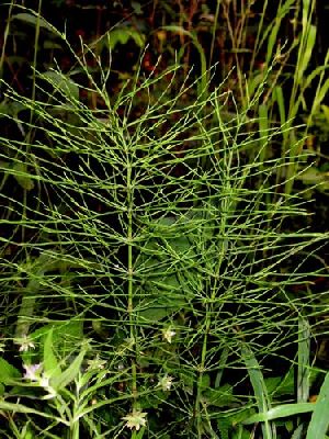 Род EQUISETUM L - ХВОЩ.