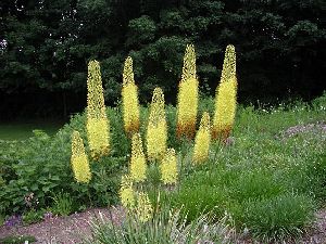 Род EREMURUS M. Bieb. - ЭРЕМУРУС, или ШИРЯШ.