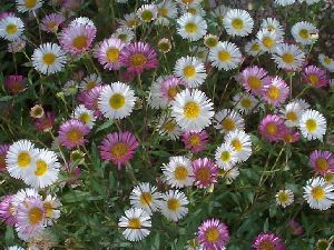 Род ERIGERON L. - МЕЛКОЛЕПЕСТНИК.