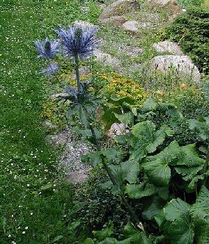 Род ERYNGIUM L. - СИНЕГОЛОВНИК.