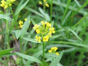 Род ERYSIMUM L. - ЖЕЛТУШНИК.