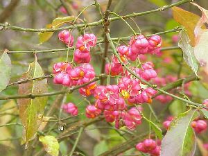 Род EUONYMUS L. - БЕРЕСКЛЕТ.