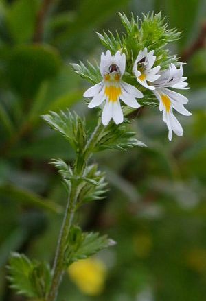 Род EUPHRASIA L. - ОЧАНКА.