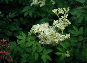 Род FILIPENDULA Mill. - ЛАБАЗНИК.