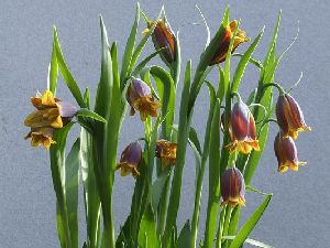 Род FRITILLARIA L. - РЯБЧИК.