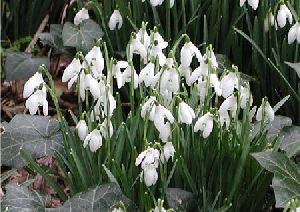 Род GALANTHUS L. - ПОДСНЕЖНИК.