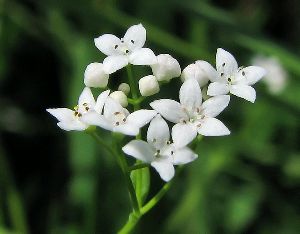 Род GALIUM L. - ПОДМАРЕННИК.