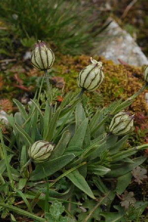 Род GASTROLYCHNIS (Fenzl) Rchb. - ГАСТРОЛИХНИС.