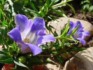 Род GENTIAN A L. ГОРЕЧАВКА.