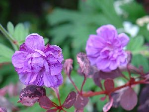 Род GERANIUM L. - ГЕРАНЬ.