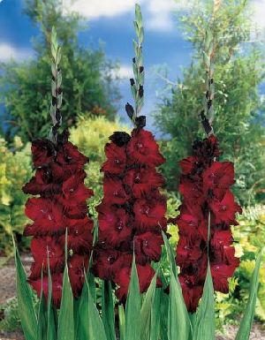 Род GLADIOLUS L. - ГЛАДИОЛУС, или ШПАЖНИК.