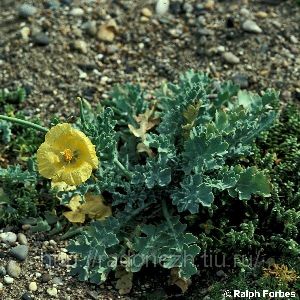 Род GLAUCIUM Hill - ГЛАУЦИУМ, или МАЧОК.