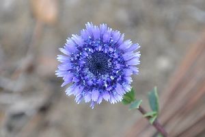 Род GLOBULARIA L. - ШАРОВНИЦА.