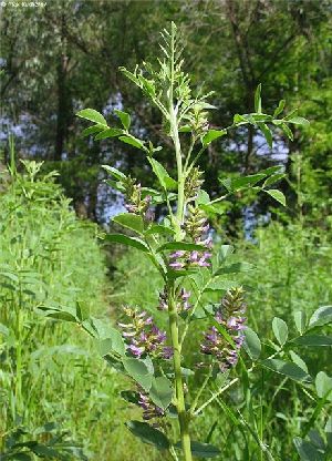 Род GLYCYRRHIZA L. - СОЛОДКА.