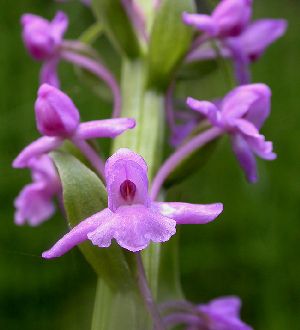 Род GYMNADENIA R. Вг. - КОКУШНИК.