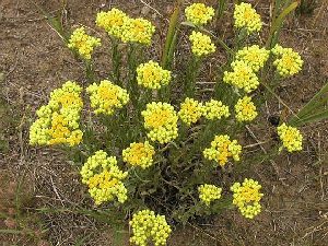 Род HELICHRYSUM Mill. - ЦМИН, или БЕССМЕРТНИК.