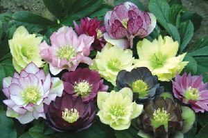 Род HELLEBORUS L. - МОРОЗНИК.