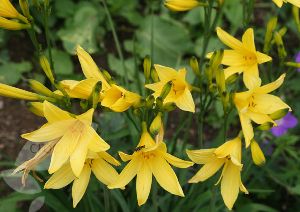 Род HEMEROCALLIS L. - КРАСОДНЕВ.