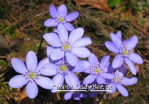 Род HEPATICA Hill - ПЕЧЕНОЧНИЦА.