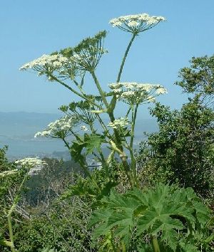 Род HERACLEUM L. - БОРЩЕВИК.