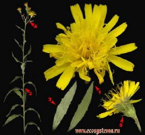 Род HIERACIUM L. - ЯСТРЕБИНКА.