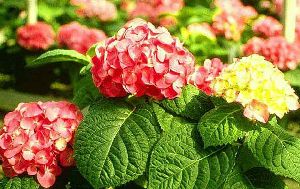 Род HYDRANGEA L. - ГИДРАНГИЯ, или ГОРТЕНЗИЯ.