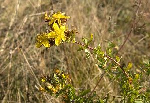 Род HYPERICUM L. - ЗВЕРОБОЙ.