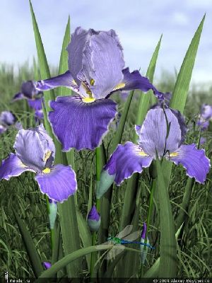 Род IRIS L. - КАСАТИК.