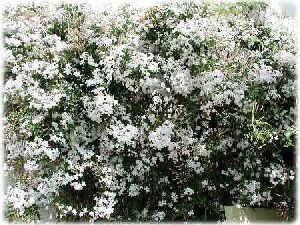 Род JASMINUM L. - ЖАСМИН.