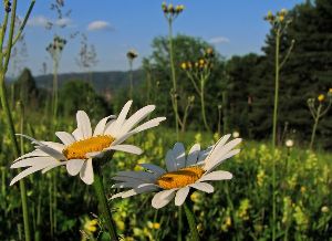 Род LEUCANTHEMUM Hill - НИВЯНИК.