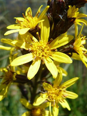 Род LIGULARIA Cass - БУЗУЛЬНИК.