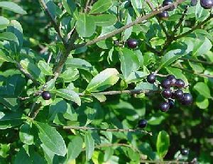 Род LIGUSTRUM L. - БИРЮЧИНА.