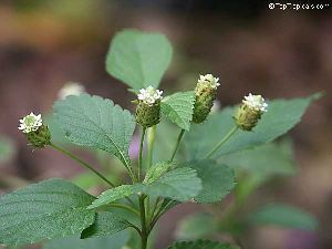 Род LIPPIA L. - ЛИППИЯ.