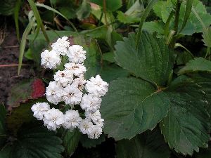 Род LITHOSPERMUM L. - ВОРОБЕЙНИК.