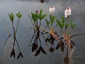 Род MENYANTHES L. - ВАХТА.