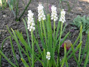 Род MUSCARI Hill - ГАДЮЧИЙ ЛУК, или МЫШИНЫЙ ГИАЦИНТ.